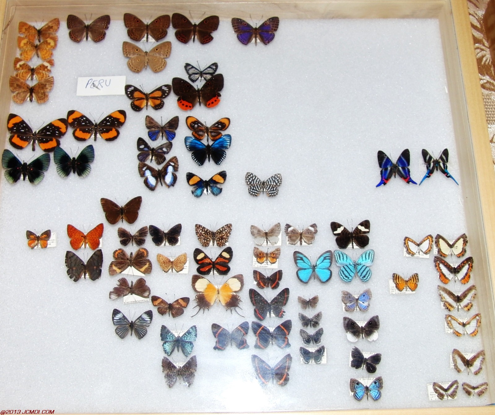 Case of vaious species